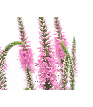 Veronica, Moodly Blues, Dark Pink 4.25"