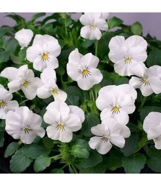 Viola, White 5.5" [1.25 qt]