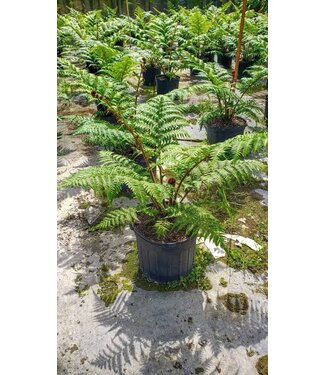 Australian Tree Fern 10" (36-38" tall)