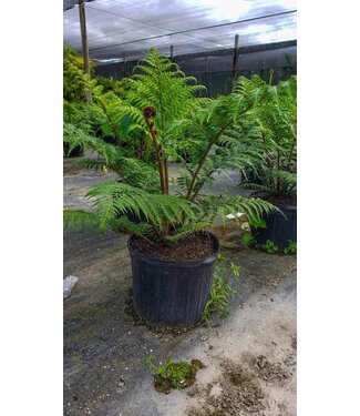Australian Tree Fern 14" (36-38" tall)