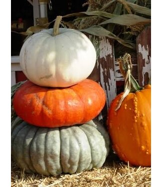 26 Pumpkins: 3 stack or Trio