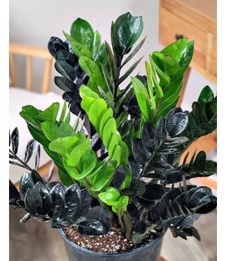 Zamioculcas-Oscura ZZ 8in (18-20" tall)