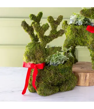 Moss Reindeer Planter Sitting