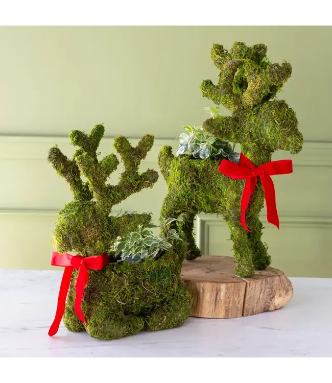 Moss Reindeer Planter Sitting
