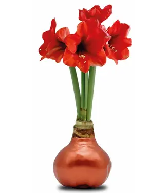 Copper Waxed Amaryllis with Red/orange Flower