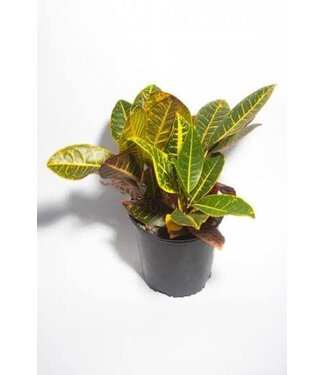 Croton Petra 1G