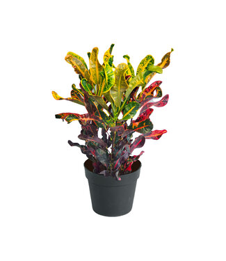 Croton Mammey 1 G