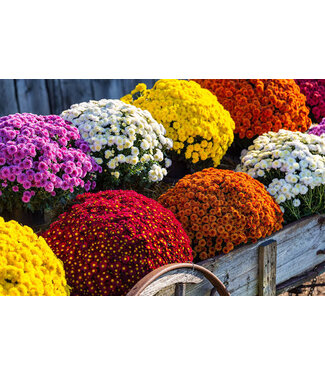Chrysanthemum 1G