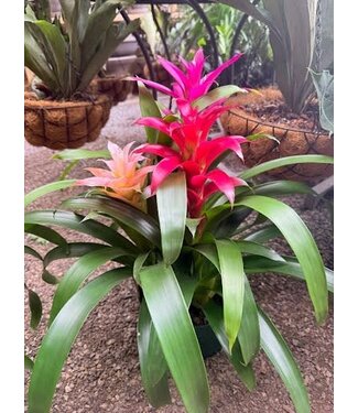 Bromeliad Triple Bloom Asst 8"
