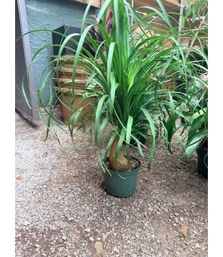 The Plant Shoppe Palm-Ponytail 6"