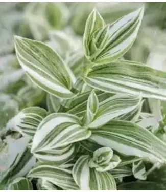 Tradescantia albiflora, Wandering Jew, Green and White,  4