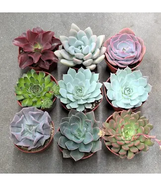 Echeveria, Assorted 4"