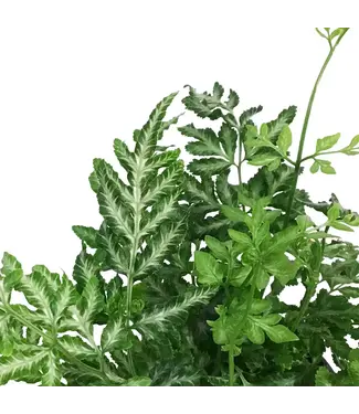 Fern, Silver Lace 3.5in
