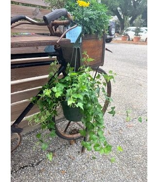 The Plant Shoppe Ivy Asst Prem HB 8"