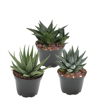 Asst. Succulent 2.5 in