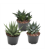 Asst. Succulent 2.5 in