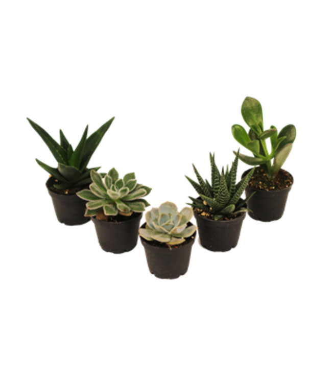 Asst. Succulent 2.5 in
