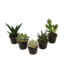 Asst. Succulent 2.5 in