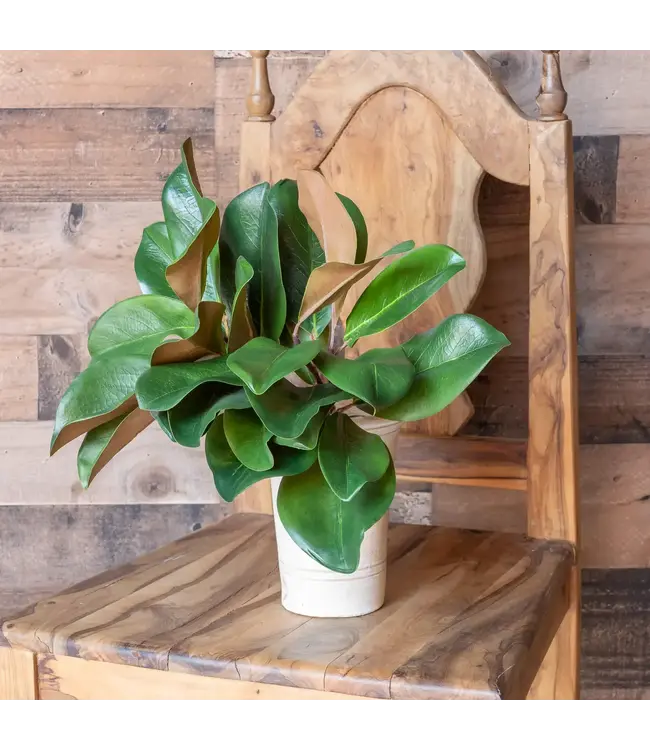 Magnolia Leaf Spray 16in