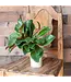 Magnolia Leaf Spray 16in