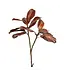 Magnolia Leaf Spray Bourbon 26 Inch