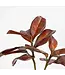 Magnolia Leaf Spray Bourbon 26 Inch