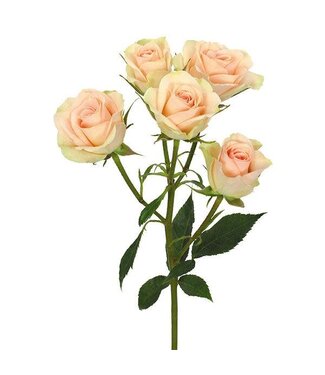 FCS Spray Rose Bunch
