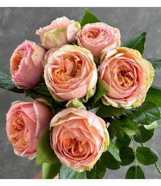 FCS Garden Rose Bi-color Pink/Peach