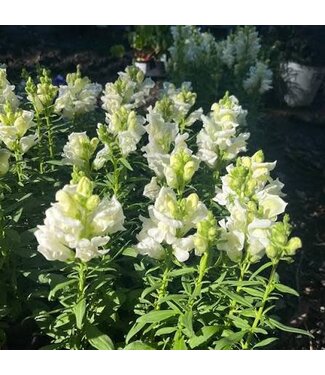 Snapdragon, Liberty White Cell Pack [6 cells x 3.8 fl oz] single