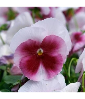 Pansy Beacon Rose Grandio 3.5in