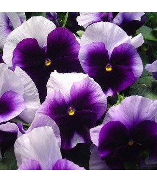 Pansy Beaconsfield Matrix 3.5in