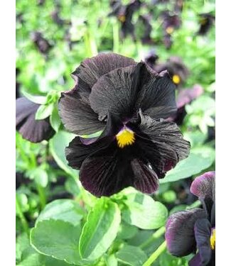 Pansy Black Atlas 3.5in