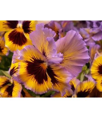 Pansy Lemonberry Frizzle Sizzle 3.5in