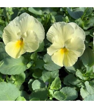 Pansy Primrose Matrix 3.5in