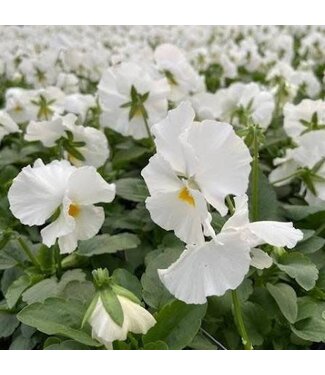 Pansy Matrix White  3.5"
