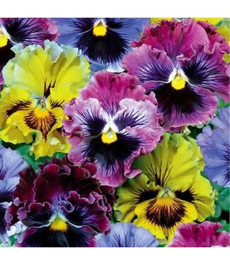 Pansy Frizzle Sizzle Mix 3.5in
