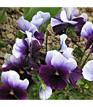 Viola Beaconsfield Penny 3.5 in