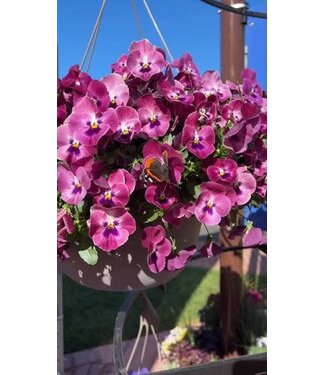 Pansy Top Wave Pink Shades