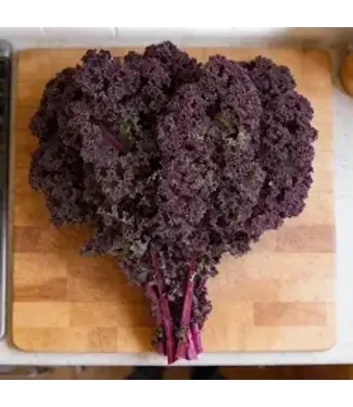 Kale, Red Bor 4"