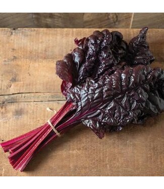 Swiss Chard, Firebird 4"