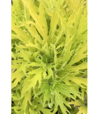 The Plant Shoppe Heuchera, Fyre Wing Heliodor 4 1/4"