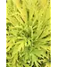 The Plant Shoppe Heuchera, Fyre Wing Heliodor 4 1/4"