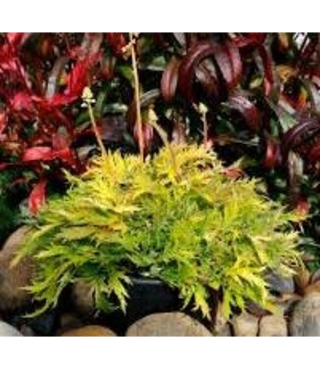The Plant Shoppe Heuchera, Fyre Wing Heliodor 4 1/4"