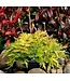 The Plant Shoppe Heuchera, Fyre Wing Heliodor 4 1/4"