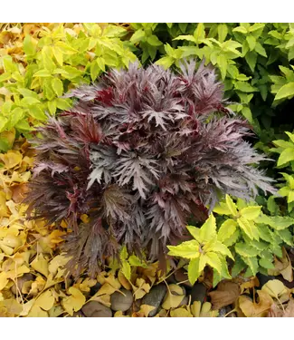 The Plant Shoppe Heuchera, Fyre Wing Rhodonite 4 1/4"