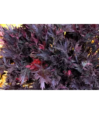 The Plant Shoppe Heuchera, Fyre Wing Spinel 4 1/4"