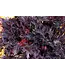 The Plant Shoppe Heuchera, Fyre Wing Spinel 4 1/4"