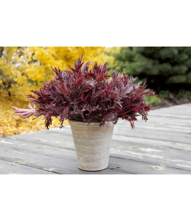 The Plant Shoppe Heuchera, Fyre Wing Spinel 4 1/4"