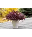 The Plant Shoppe Heuchera, Fyre Wing Spinel 4 1/4"