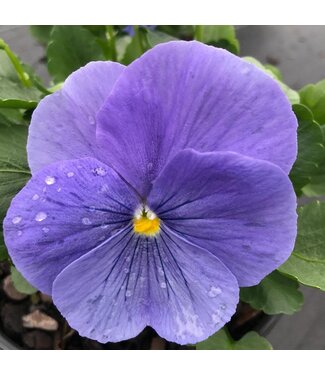 Pansy, Matrix True Blue 5 1/2"
